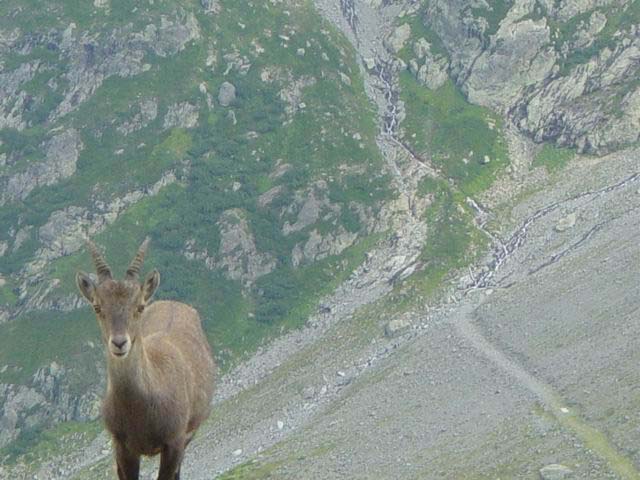 chamois