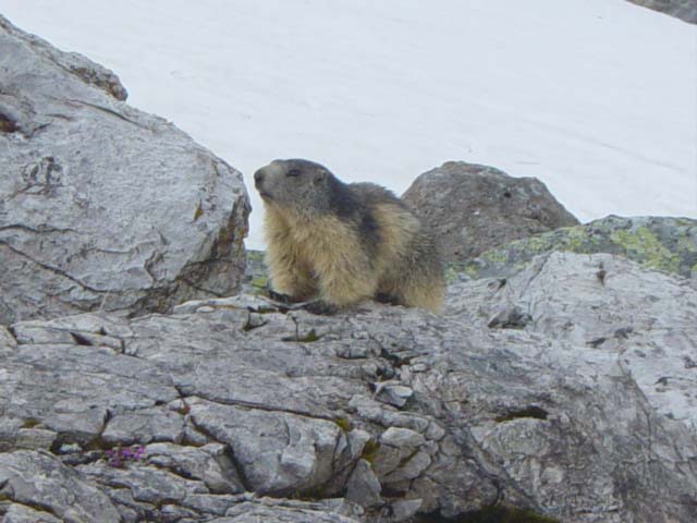 marmotte5