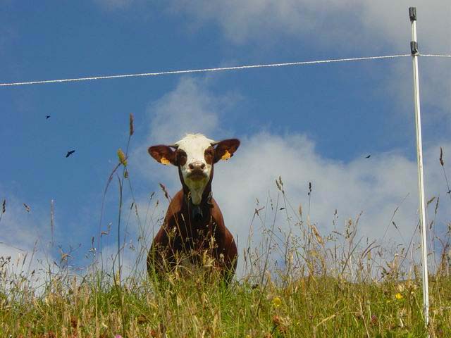 vache