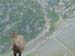 chamois