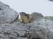 marmotte5