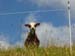 vache